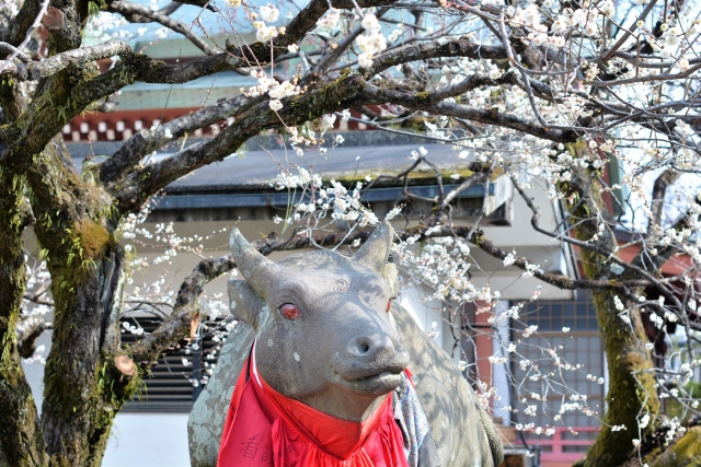 北野天満宮 梅花祭 見どころや混雑状況は 気になるコト