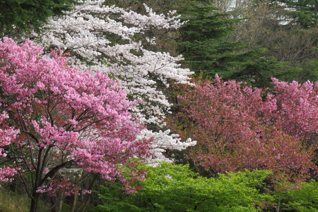 修善寺梅林・梅まつり
