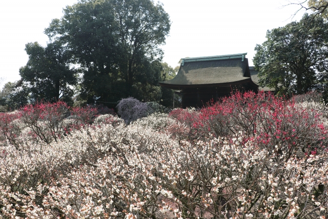 大阪天満宮・てんま天神梅まつり