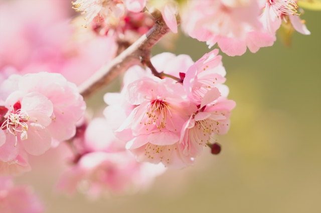 平岡公園梅まつり