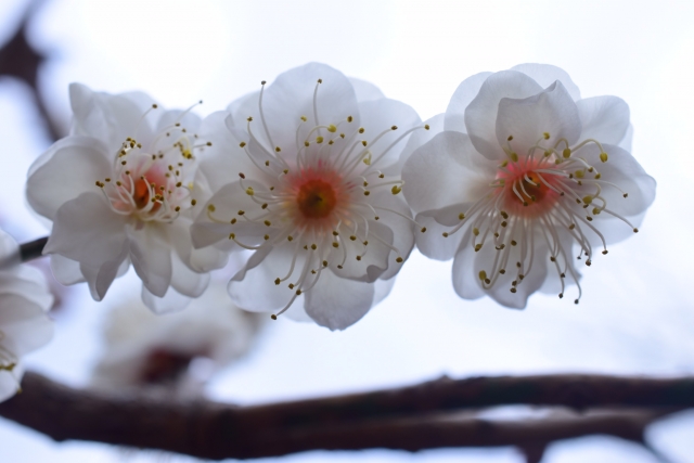 湯河原梅まつり・梅の宴2