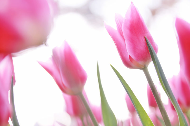 北海道 百合が原公園チューリップ 開花状況や見どころは ムスカリとのコラボは感動 気になるコト