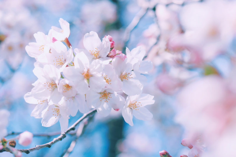 京都 二条城桜祭り22 ライトアップやチケット入手方法は 見どころも満載 気になるコト
