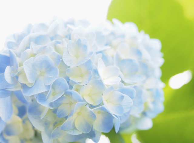 北海道 有珠善光寺自然公園紫陽花 見頃時期や見どころ 混雑状況は 気になるコト