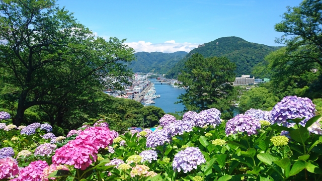 静岡 下田公園あじさい祭り 見頃時期や開花状況は 圧倒的な紫陽花の数は一見の価値あり 気になるコト