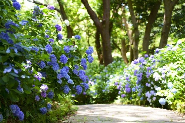 静岡：下田公園あじさい祭り混雑状況