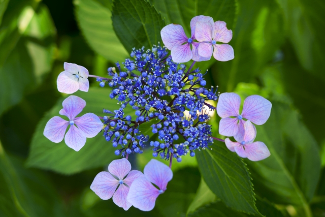 静岡：下田公園あじさい祭り見どころ